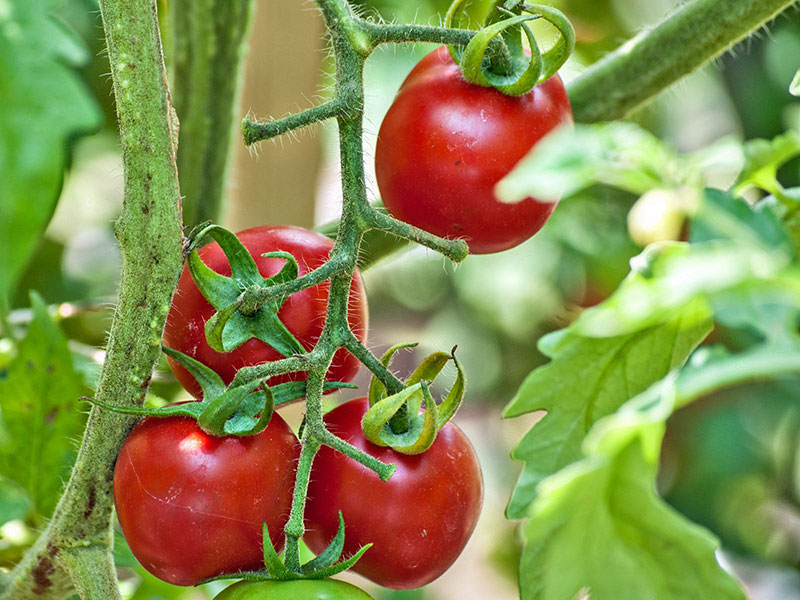 کاهش رشد گوجه فرنگی