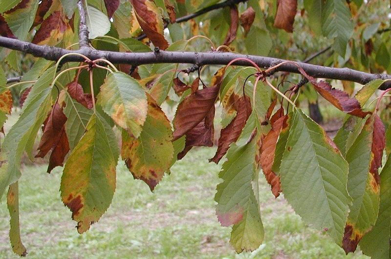 سوختگی برگ