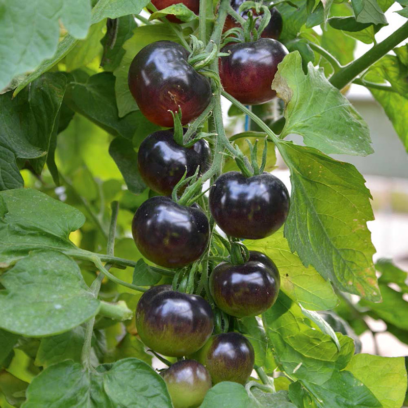 بذر گوجه سیاه 