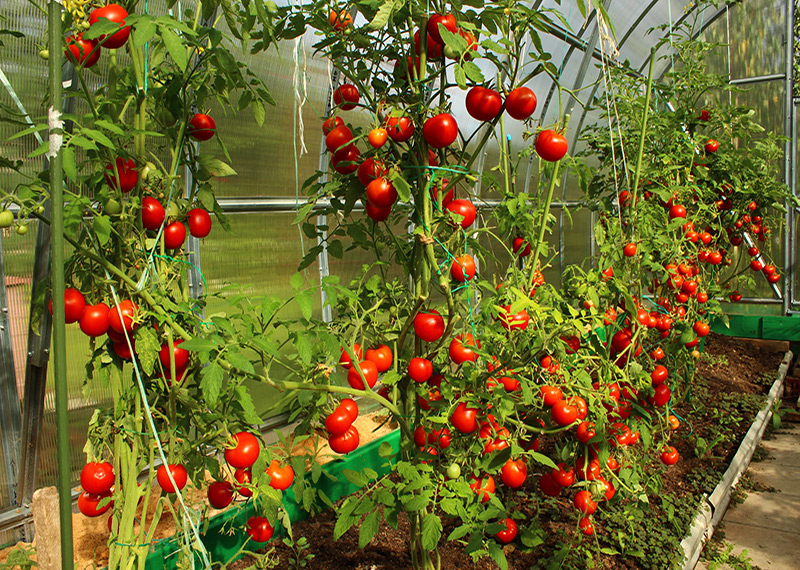 عدم تولید گوجه فرنگی