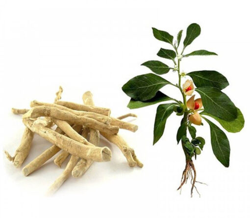 بذر جینسینگ هندی