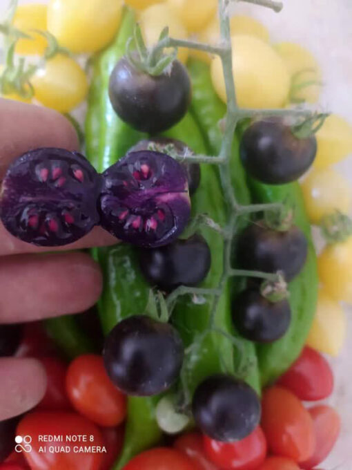 بذر گوجه سیاه