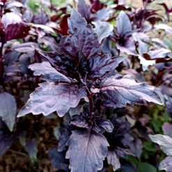 بذر ریحان حاج حبیب