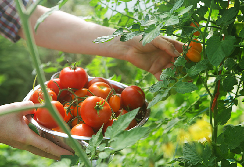 نیاز نوری گوجه فرنگی