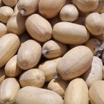 بذر کدو آجیلی هیبرید