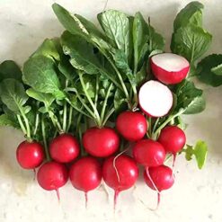 بذر تریچه آلبالویی