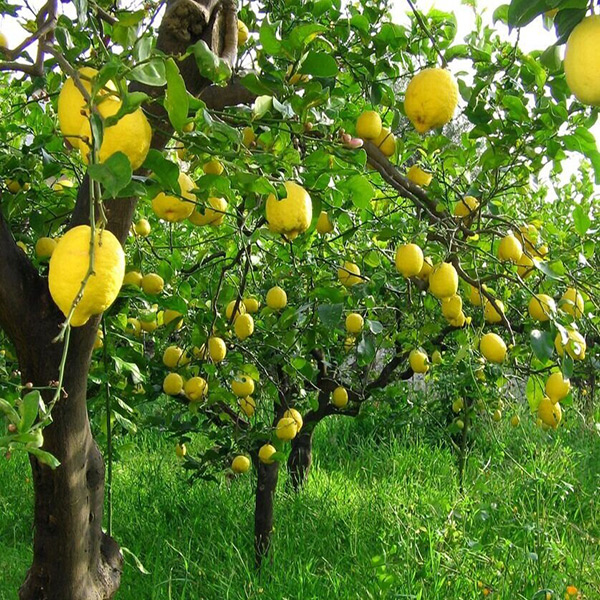 پیچ خوردن برگ لیمو 