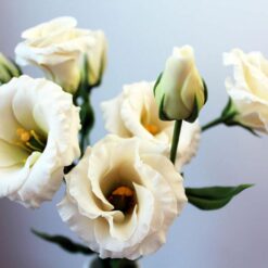 بذر گل لیسیانتوس سفید