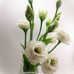 بذر گل لیسیانتوس سفید