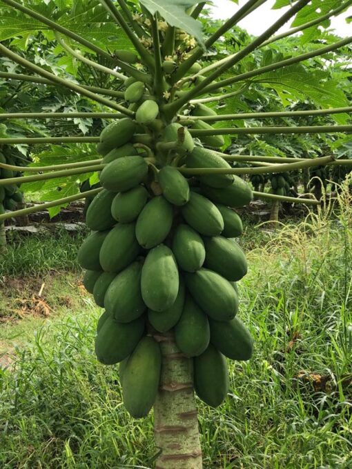 بذر پاپایا مکزیکی