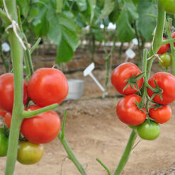 بذر گوجه فرنگی آرمان