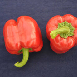 بذر فلفل دلمه رز