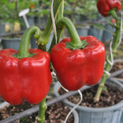 بذر فلفل دلمه رز