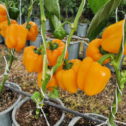 بذر فلفل دلمه پرتو