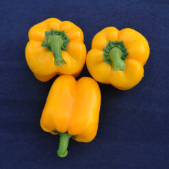 بذر فلفل دلمه پرتو