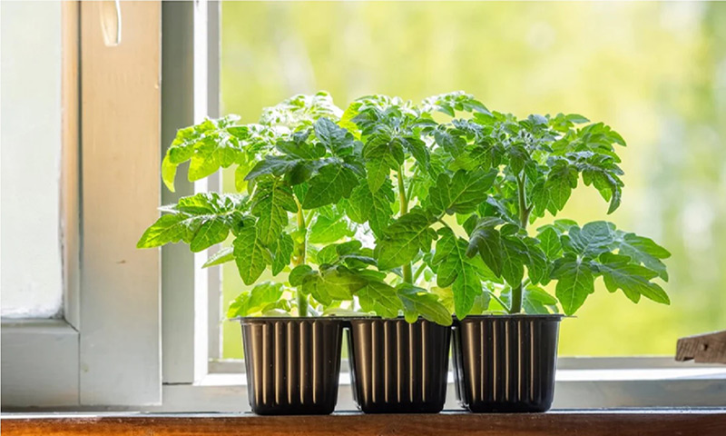 باغبانی در فضای کوچک