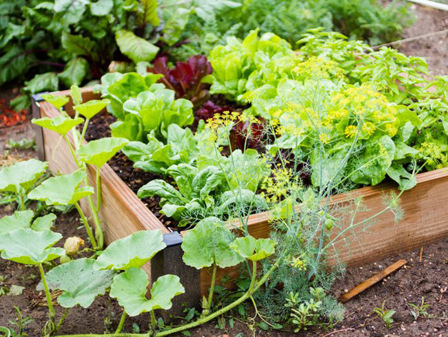 باغبانی در فضای کوچک