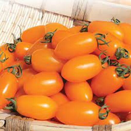 بذر گوجه فرنگی تخم مرغی نارنجی
