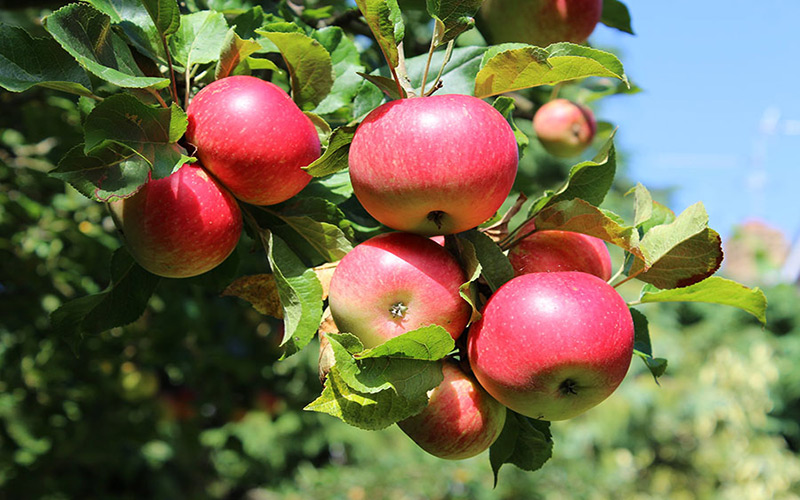 آبیاری درختان میوه
