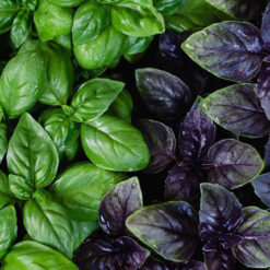 بذر ریحان میکس