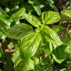 بذر ریحان میکس