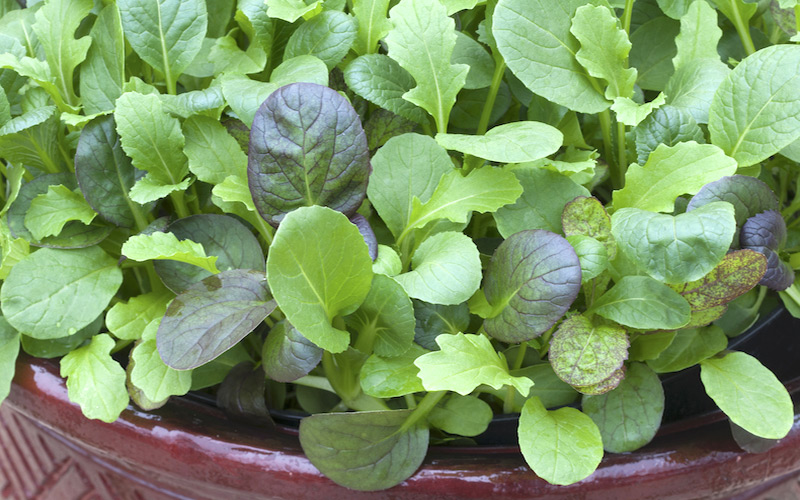 سبزی زمستانی
