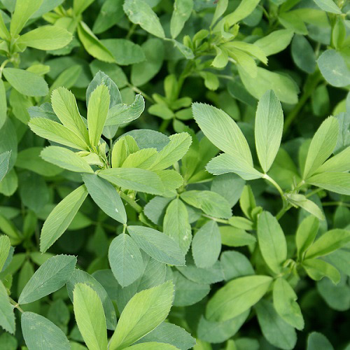 کاشت بذر یونجه