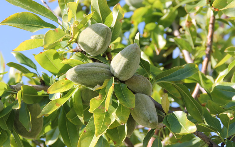کاشت دانه بادام