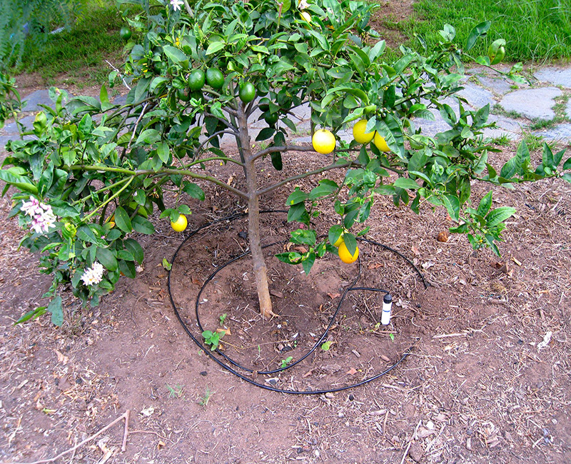 آبیاری درختان مرکبات