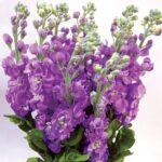 بذر گل شب بو پابلند بنفش بسته 30 عددی - Image 2