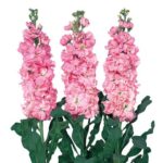 بذر گل شب بو پابلند صورتی بسته 30 عددی - Image 2