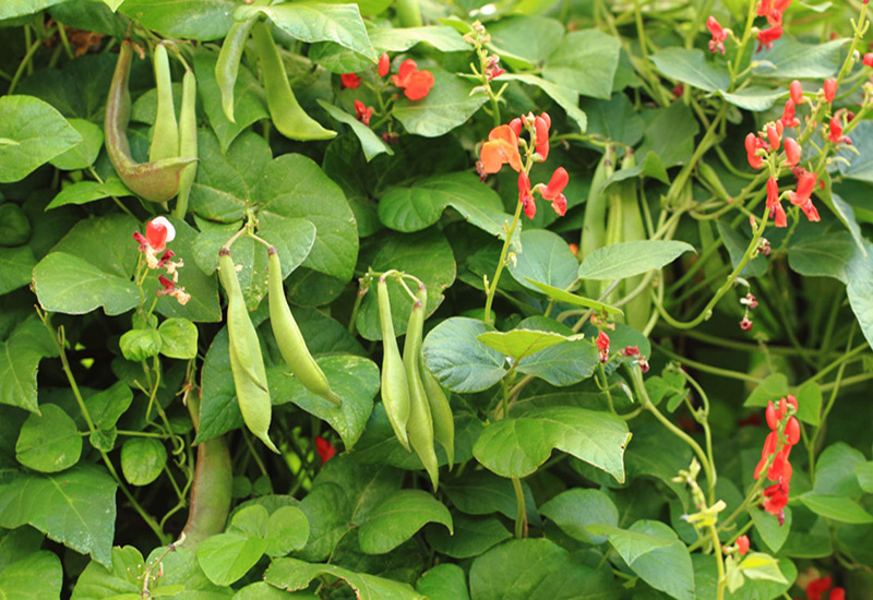 کاشت لوبیا رونده
