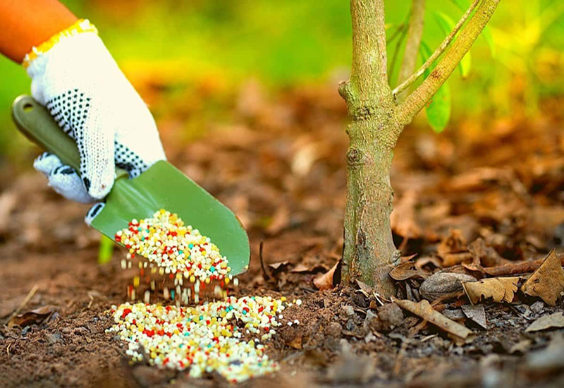 کوددهی پس از برداشت