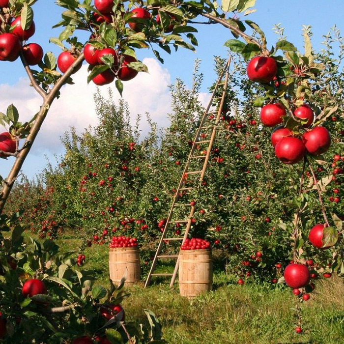 کوددهی پس از برداشت