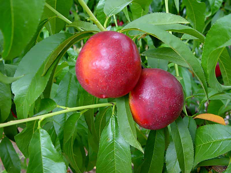 کاشت شلیل