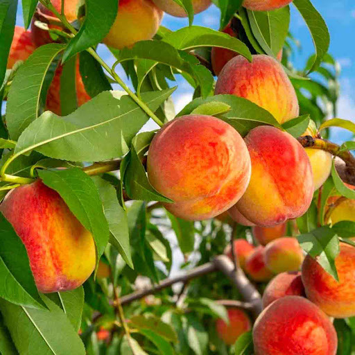 کاشت شلیل