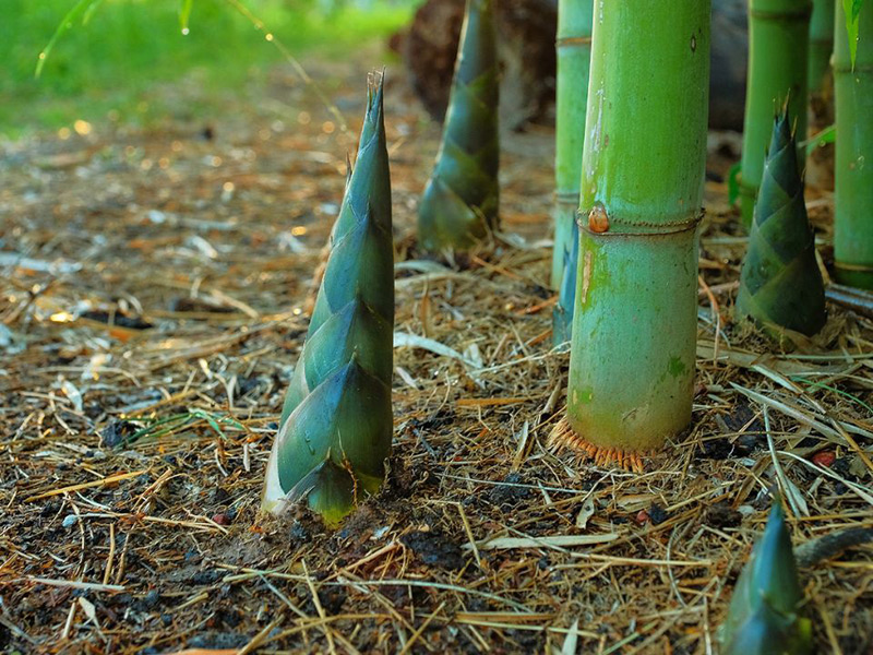 کاشت بامبو