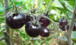 بذر گوجه فرنگی مشکی تو مشکی