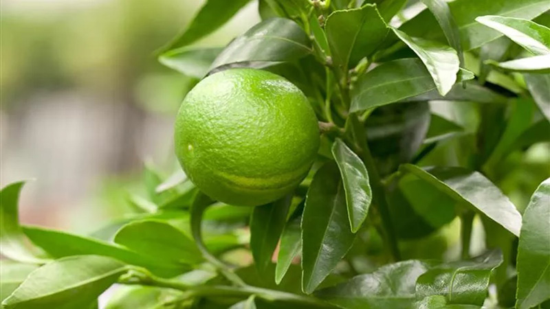 کاشت نارنج