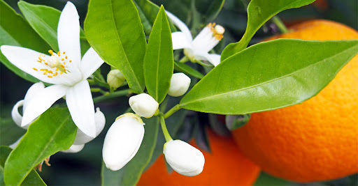 کاشت نارنج