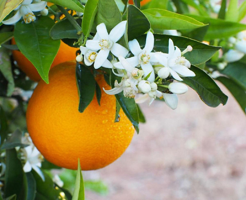 کاشت نارنج