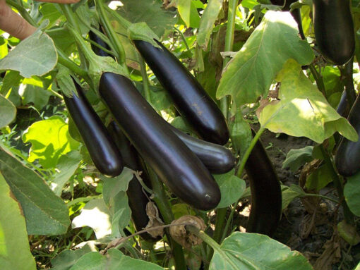 بذر بادمجان قلمی هیبرید