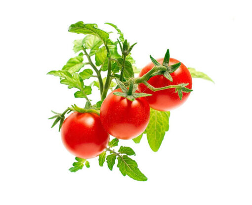بذر گوجه فرنگی ایلارا