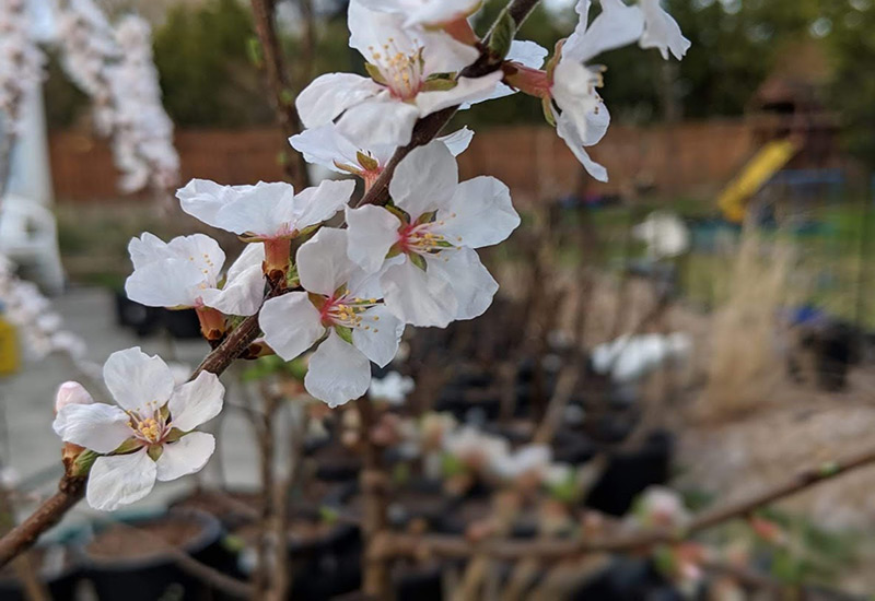 بهبود گلدهی