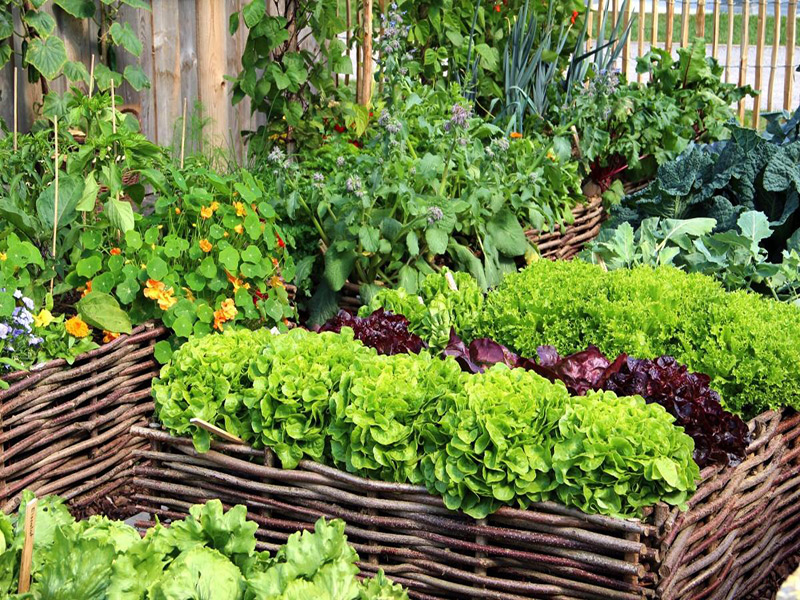 کاشت سبزیجات در بهار