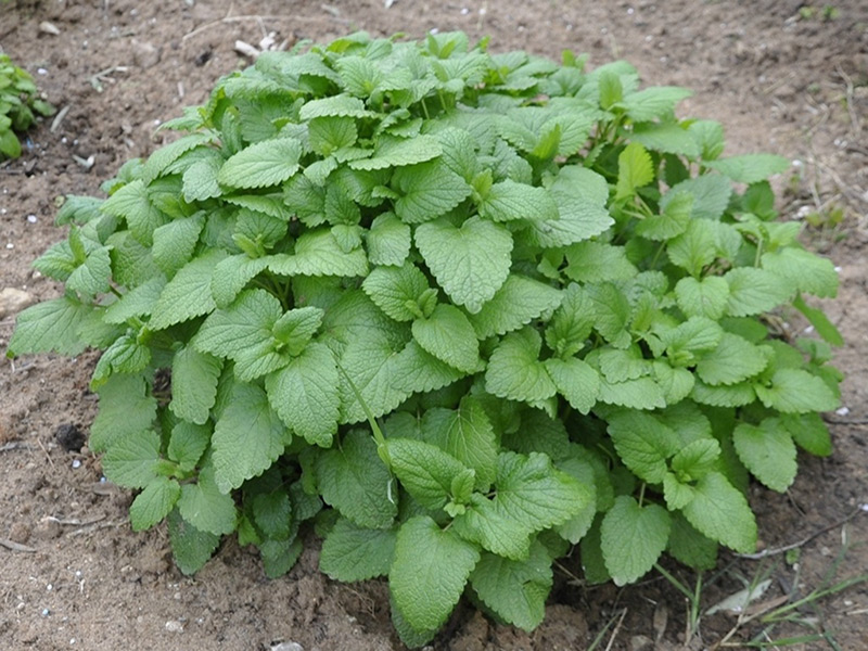 کاشت بادرنجبویه