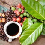 بذر قهوه عربیکا