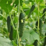 بذر خیار خاردار بابک