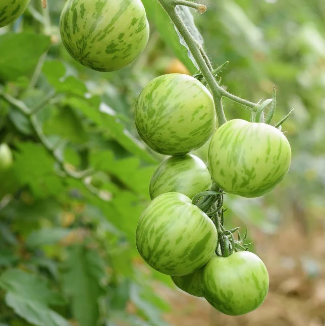 گوجه فرنگی زبرا سبز