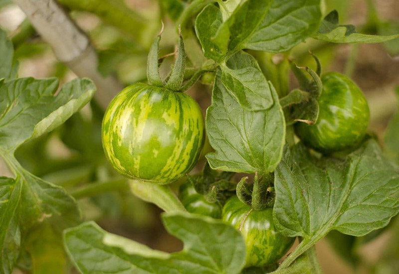 گوجه فرنگی زبرا سبز